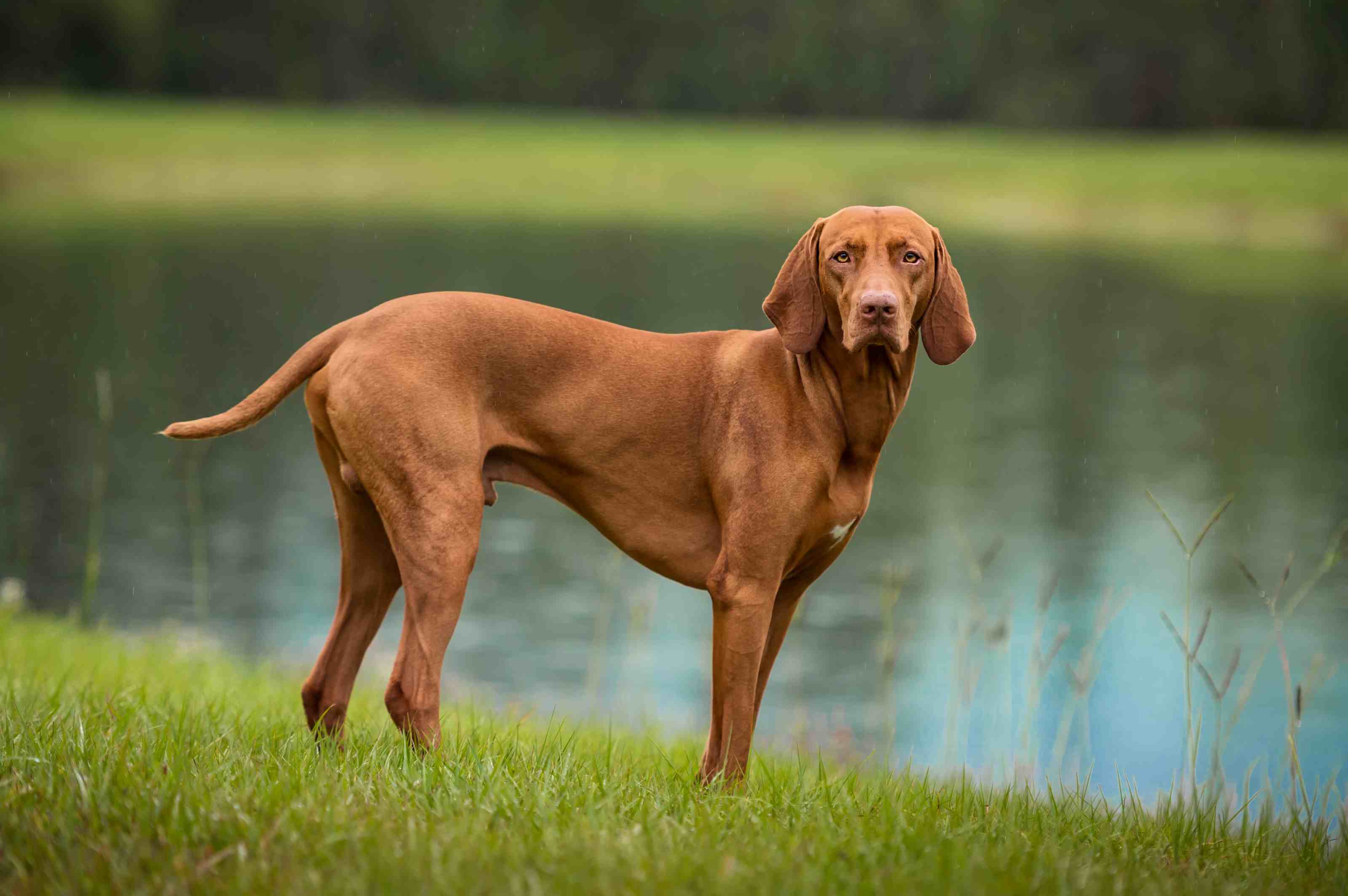 40 Medium-Sized Dog Breeds to Think About Adopting, According to an