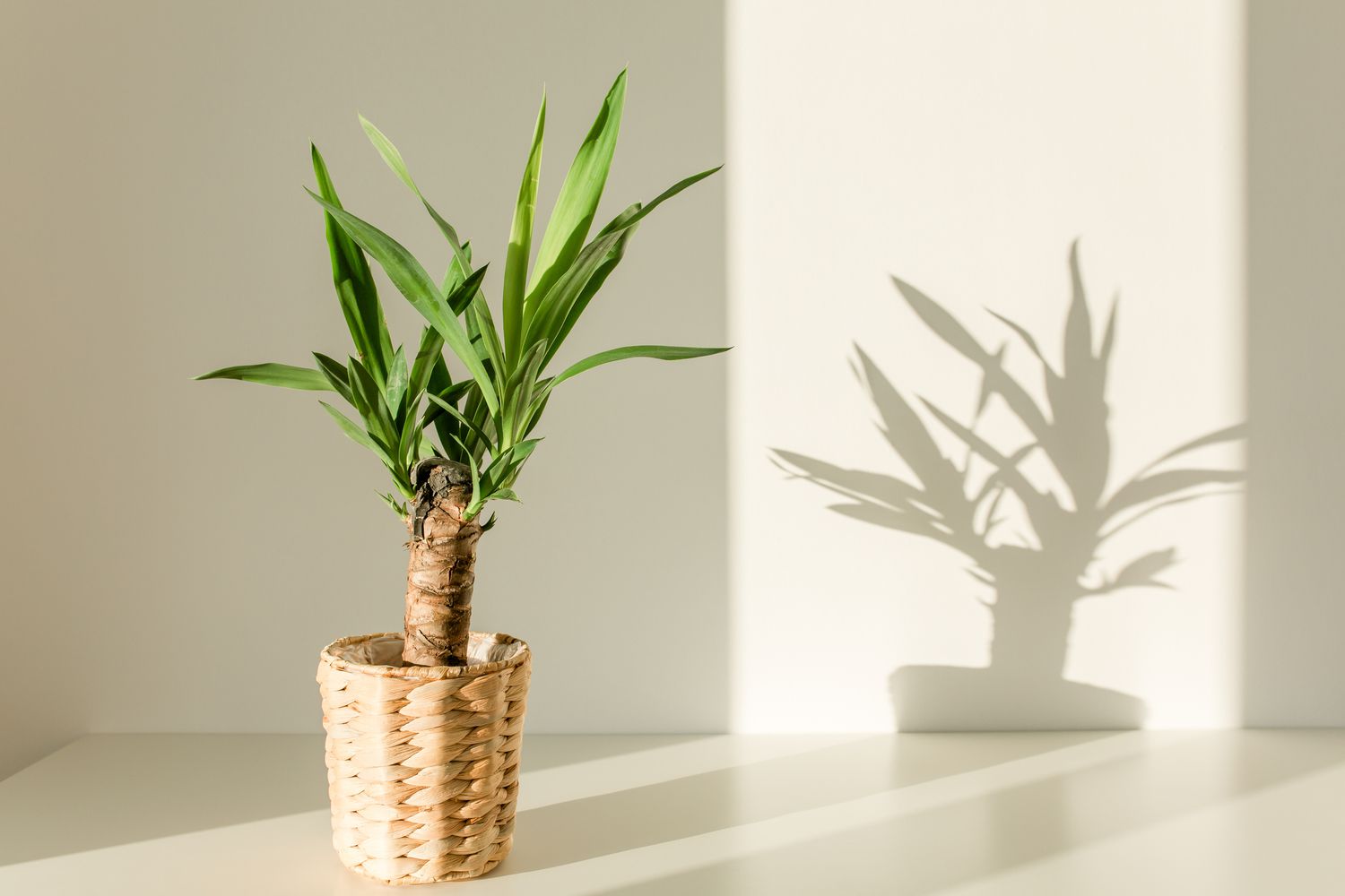 do yucca cane plants need sun
